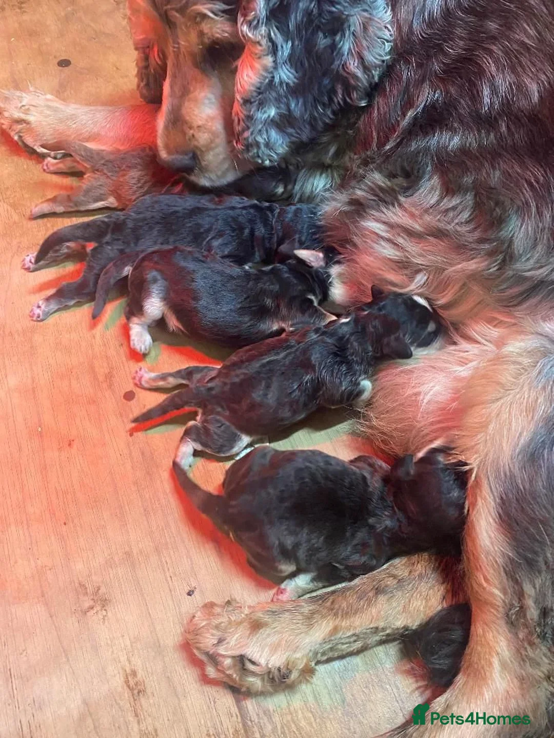 Cockapoo dogs for sale: F1 Generation Cockapoo puppies for sale  - Advert 24