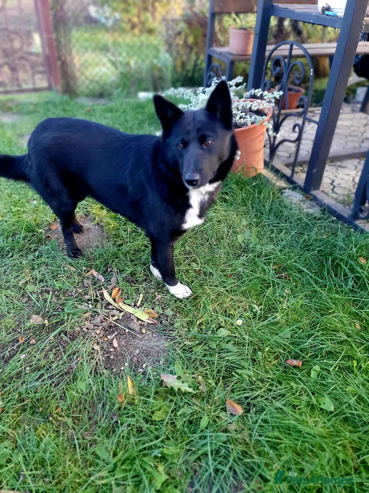 Mixed Breed dogs ❤️ALPHA❤️-2 yo low-medium sunshine dog - Advert 1