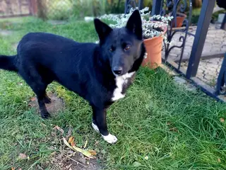 Mixed Breed dogs ❤️ALPHA❤️-2 yo low-medium sunshine dog - Advert 1