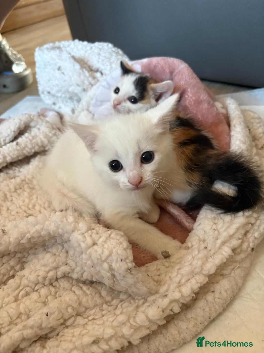 Mixed Breed cats for adoption: 3 beautiful kittens  - Image 6