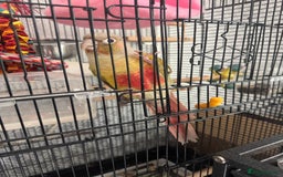 Conures birds for sale: Pineapple conure - Image 2