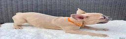 French Bulldog dogs for sale: French Bulldog Puppies - Advert 5