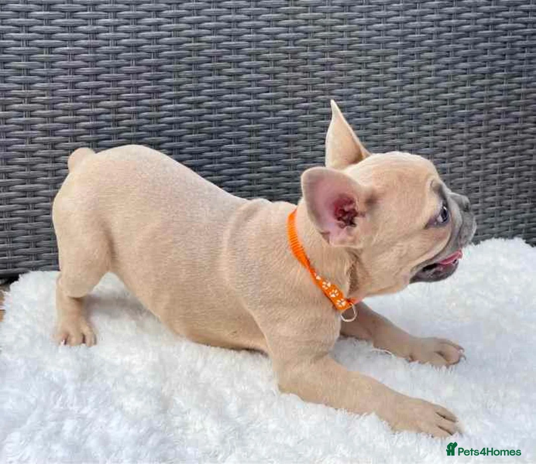 French Bulldog dogs for sale: French Bulldog Puppies - Advert 5