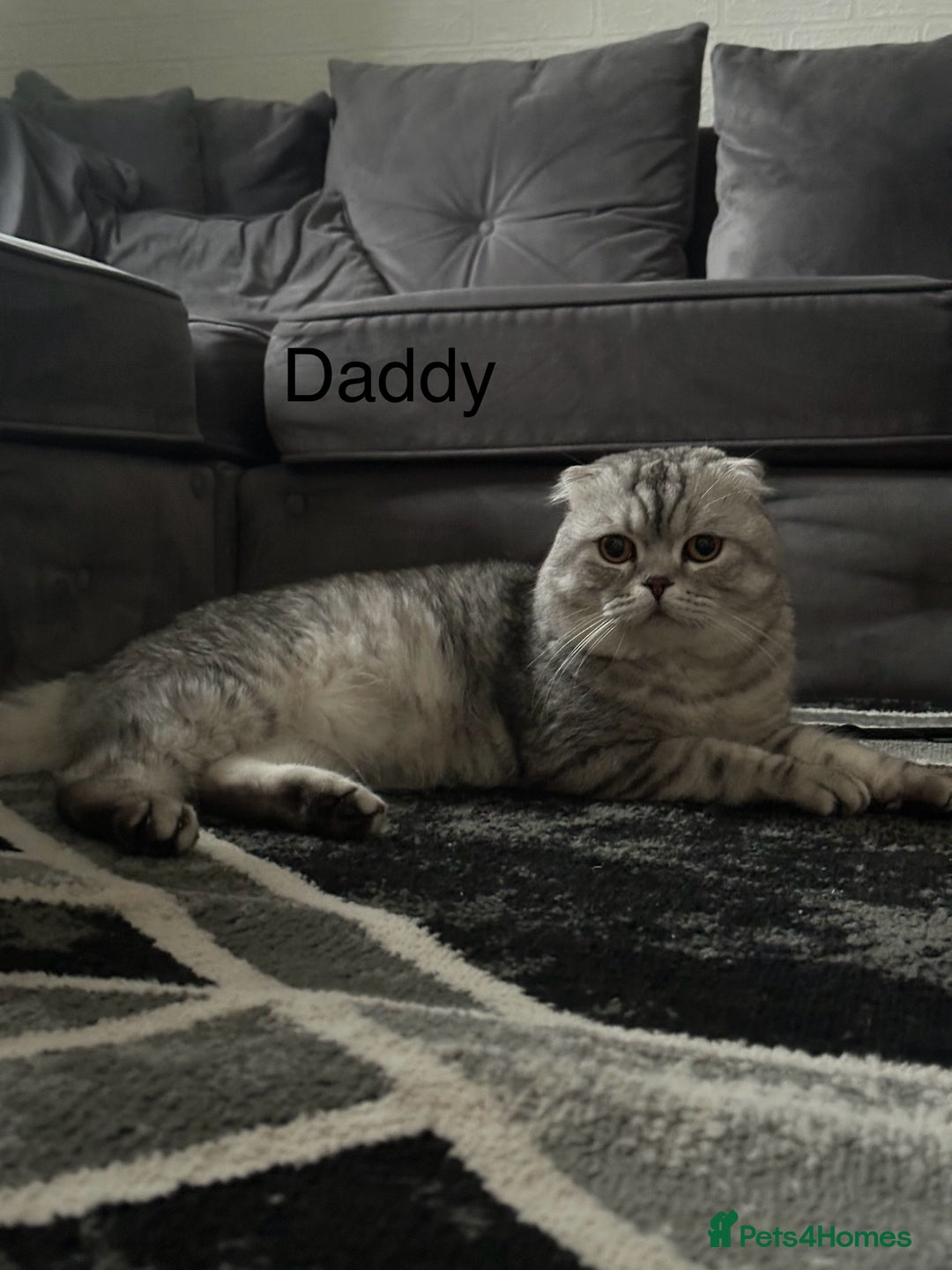 Scottish Fold cats for sale: Two adorable Scottish fold and straight kittens - Advert 13