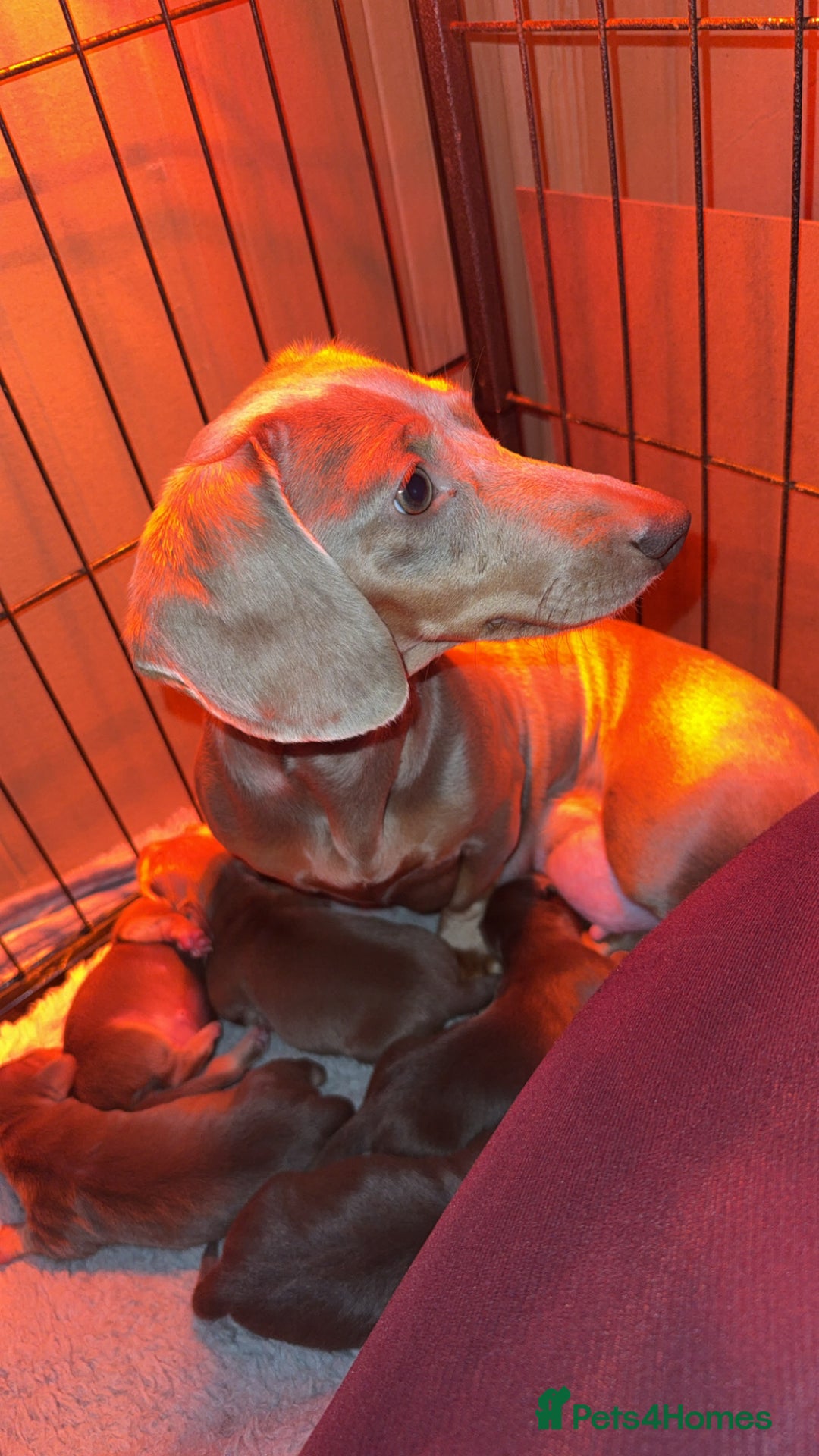 Miniature Dachshund dogs for sale: 3 girls Left Miniature Dachshund chocolate & tan - Advert 2