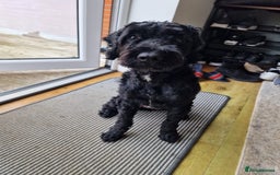 Sproodle dogs for sale: Beautiful Male Sproodle - Image 5