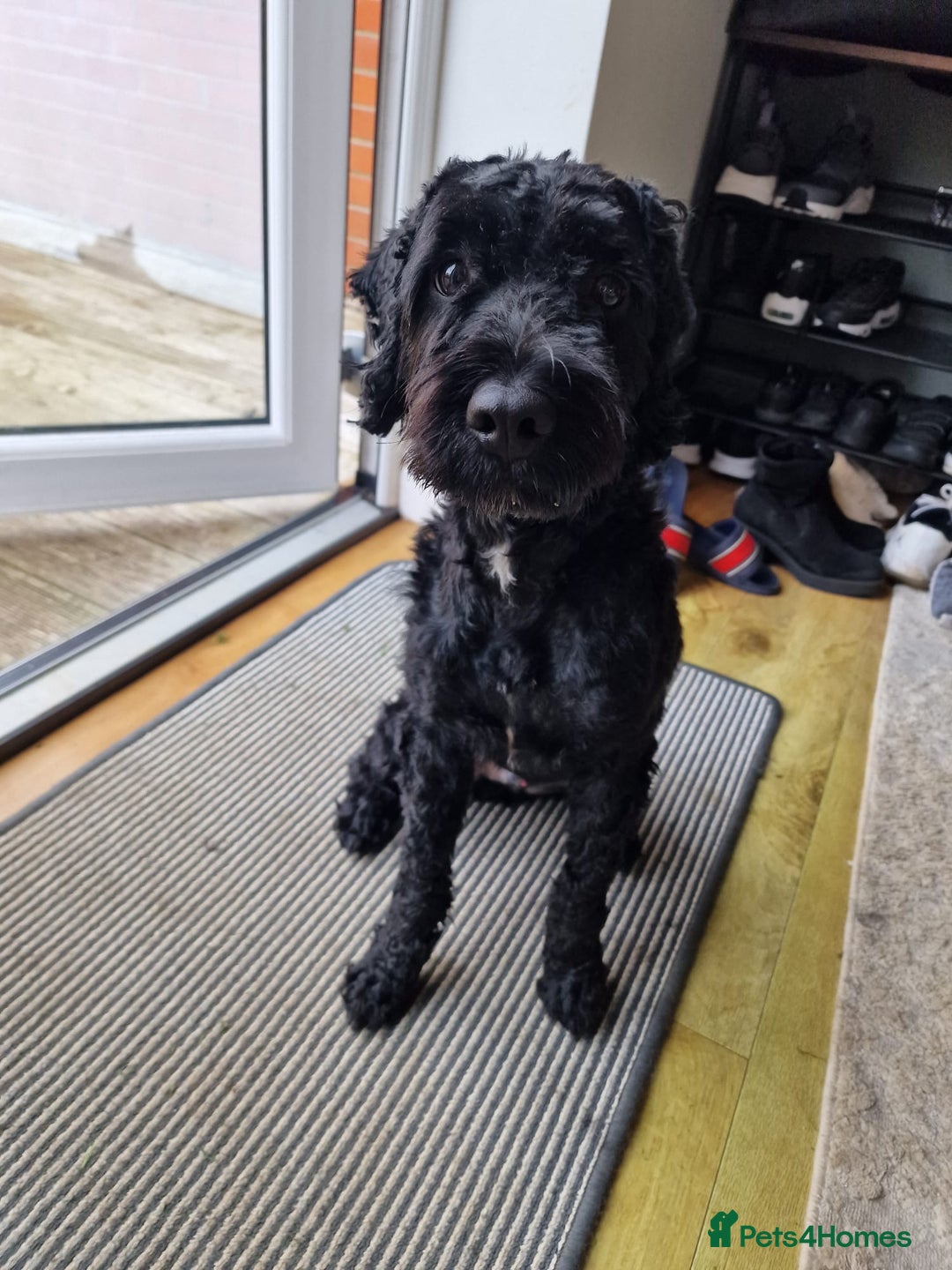 Sproodle dogs for sale: Beautiful Male Sproodle - Image 5