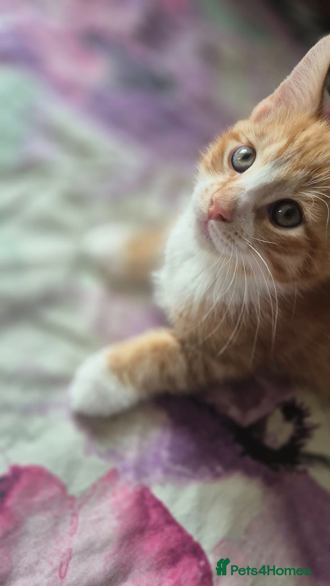 Mixed Breed cats for sale: Savannah × Maine Coon Mix Kittens  🐱❤️ - Advert 11