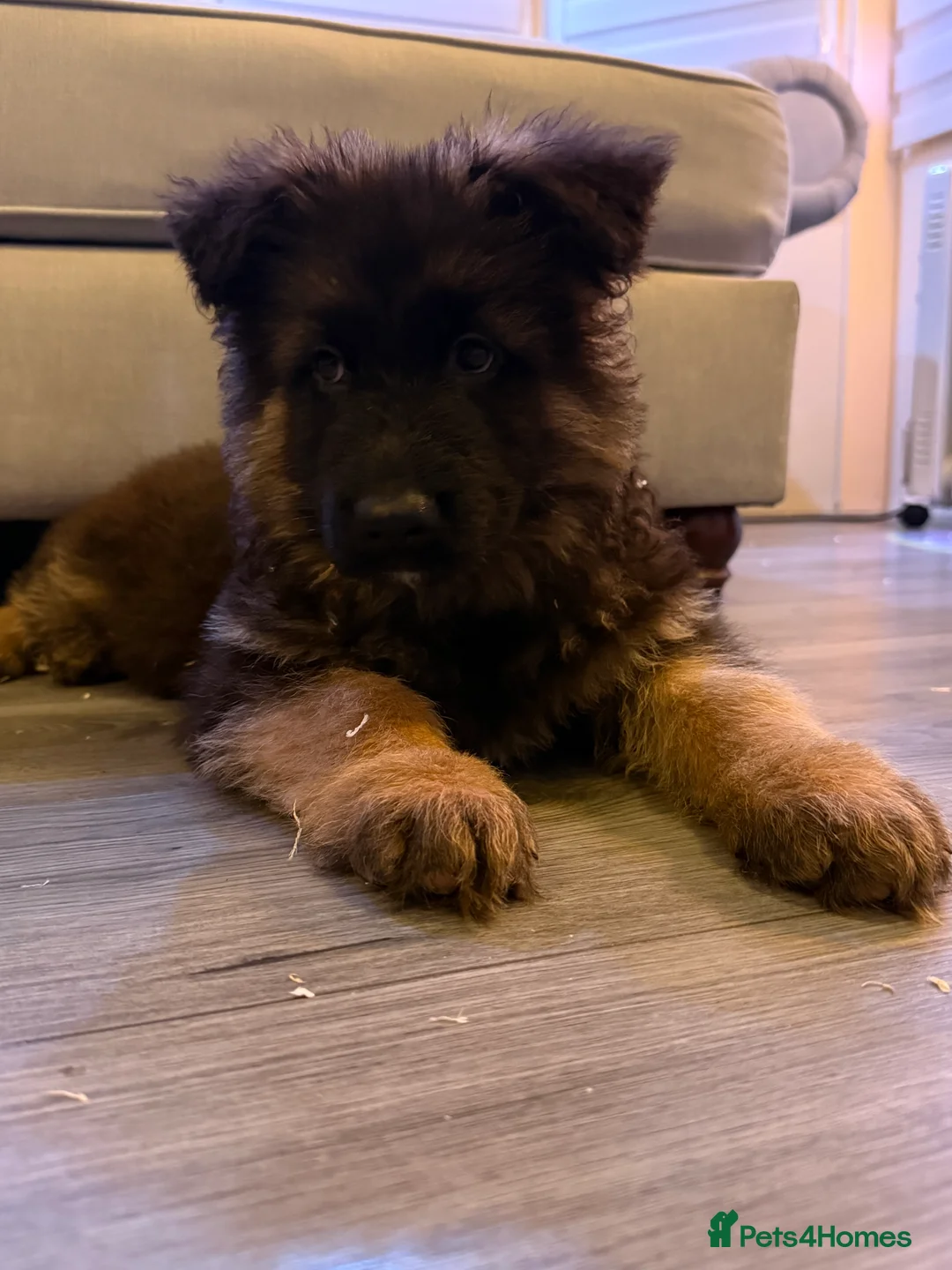German Shepherd dogs for sale: Kc Registered Long Haired German Shepherd Puppies - Advert 20