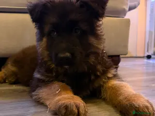 German Shepherd dogs Kc Registered Long Haired German Shepherd Puppies - Advert 7