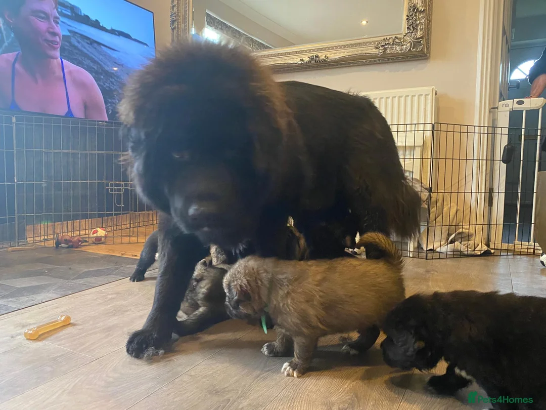 Tibetan Mastiff dogs for sale: Stunning Tibetan Saint Puppies - Ready to go! - Advert 1