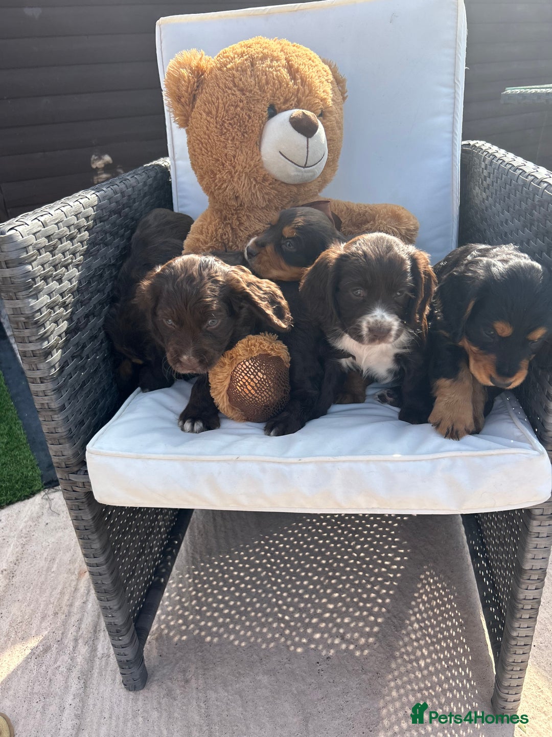 Cocker Spaniel dogs for sale: Miniature working Cocker spaniel puppies for sale - Image 31