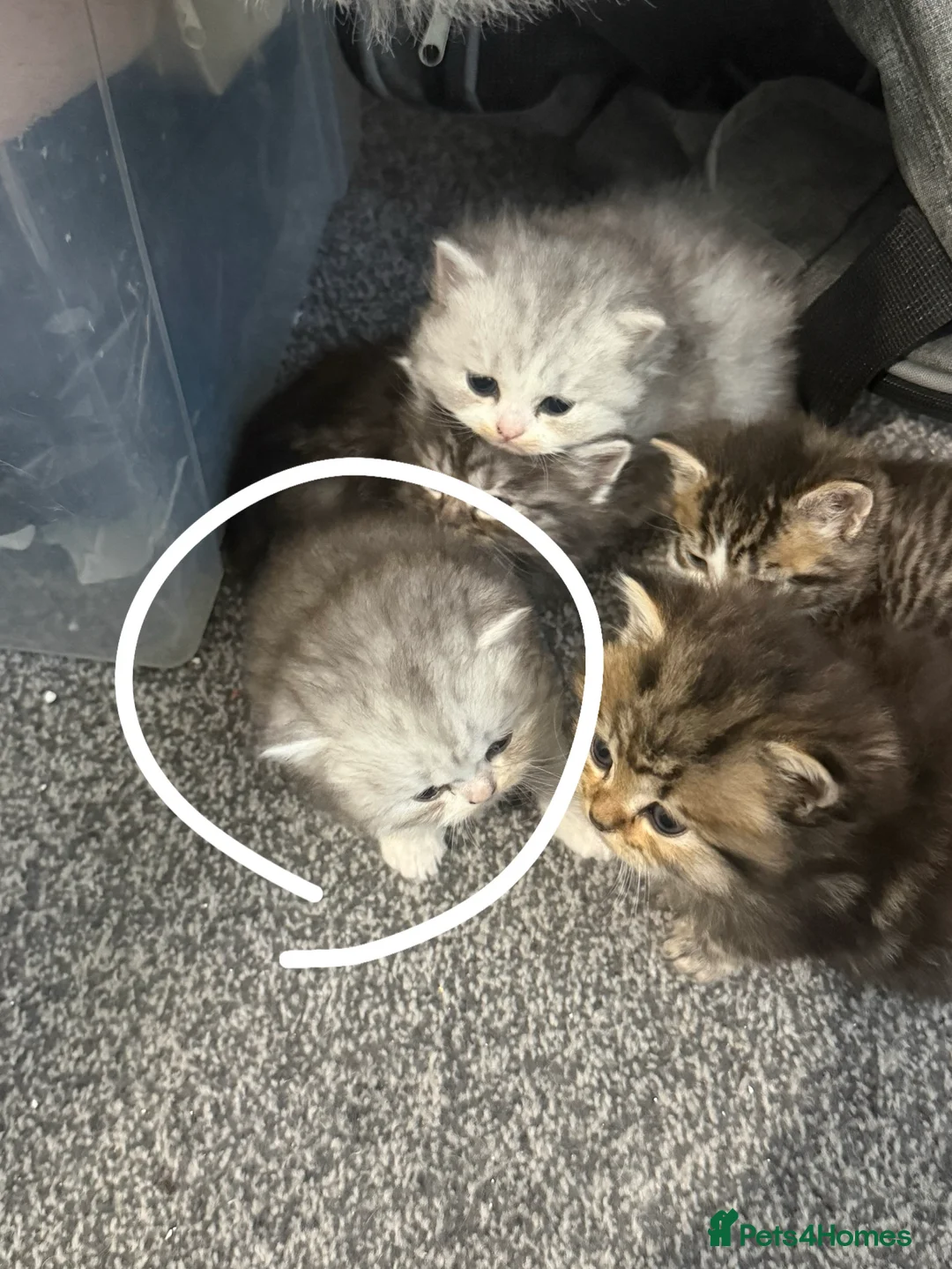 Persian cats for sale: Beautiful Persian kittens  - Advert 6