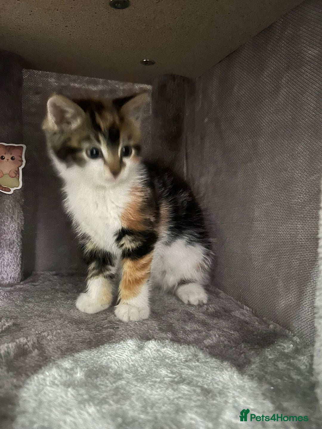 British Longhair cats for sale: Beautiful Fluffy Long-Haired British Tabby Kittens - Image 3