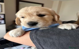Golden Retriever dogs for sale: Beautiful KC Registered Golden Retriever Puppies - Image 3