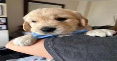 Golden Retriever dogs - Advert 6