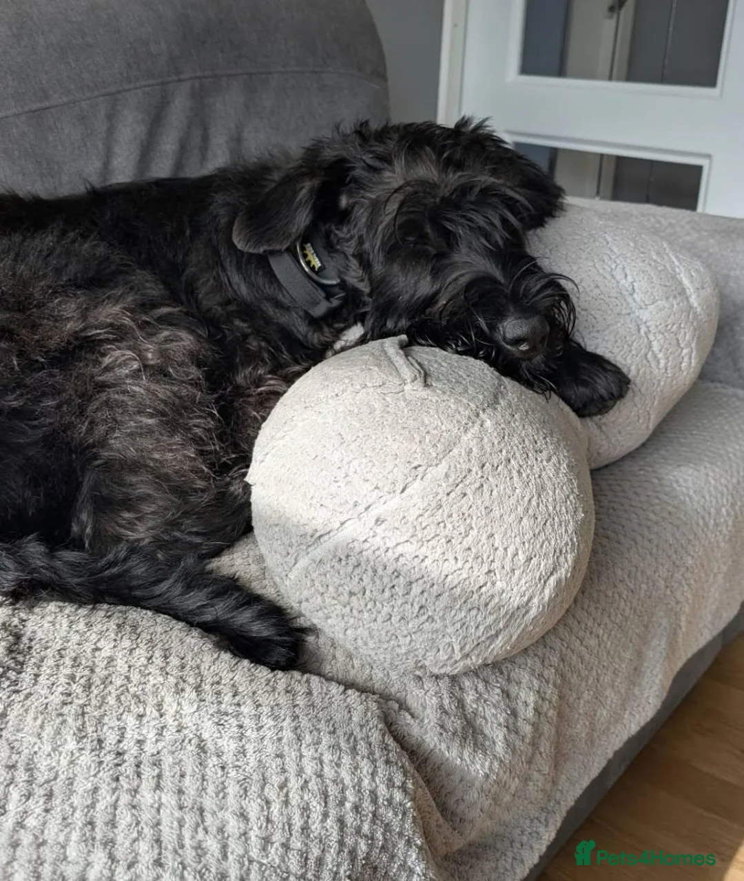 Giant Schnauzer dogs for adoption: ***FERN RESCUE*GIANT SCHNAUZER FOR ADOPTION*** in Glasgow - Advert 1