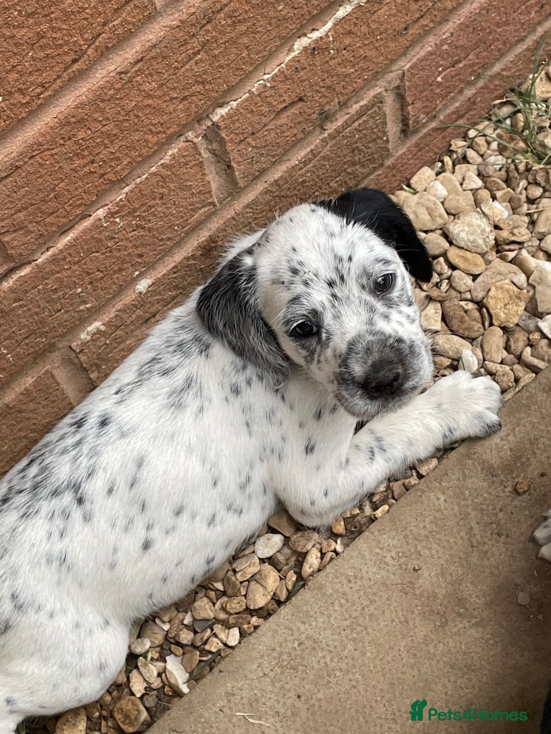 Mixed Breed dogs for sale:  Dalmaspoodles! Dalmation X springer/poodle pups - Image 12