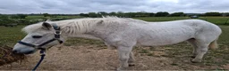 Welsh Section D horses for sale: Welsh section d  - Advert 1