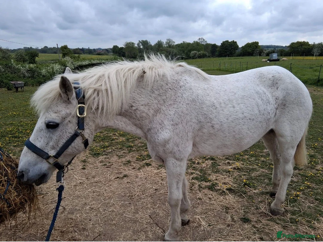 Welsh Section D horses for sale: Welsh section d  - Advert 1