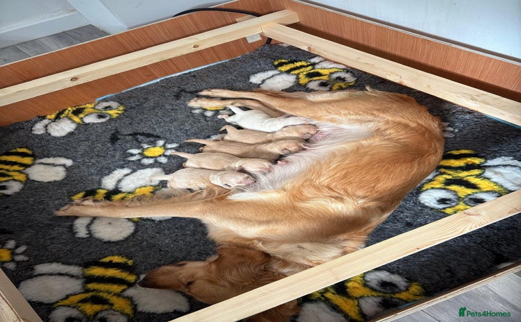 Golden Retriever dogs - Advert 1