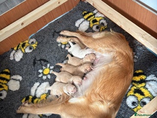 Golden Retriever dogs - Advert 20