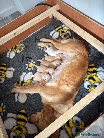 Golden Retriever dogs - Advert 13