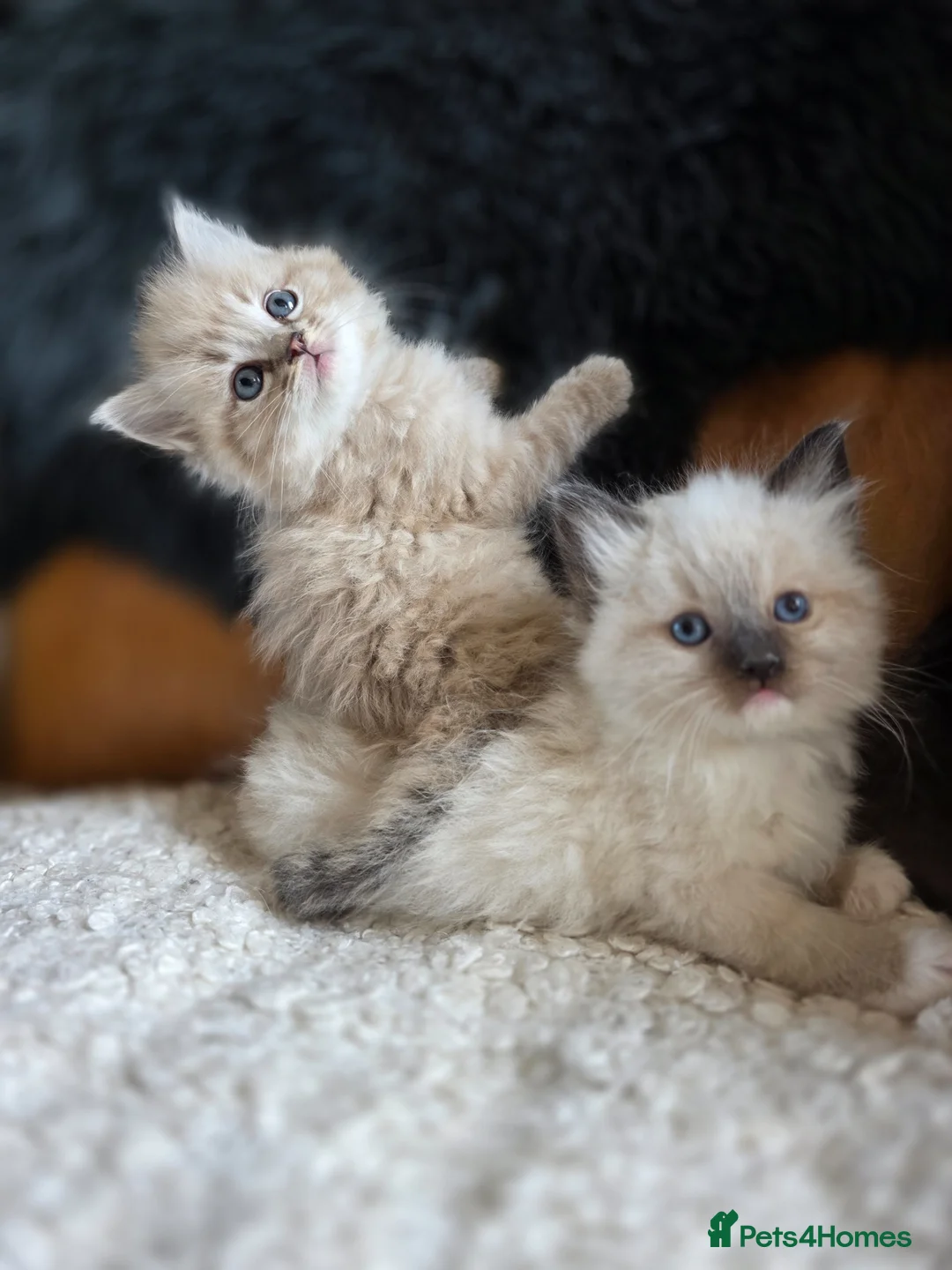 Ragdoll cats for sale: Quality Ragdoll Kittens - Advert 1