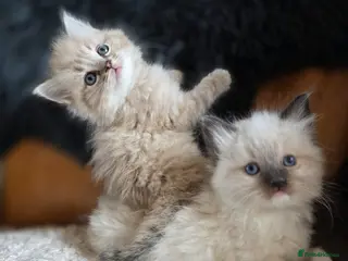 Ragdoll cats Quality Ragdoll Kittens - Advert 3