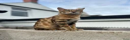 Turkish Angora cats for sale: Bengal x Turkish Angora  - Advert 2