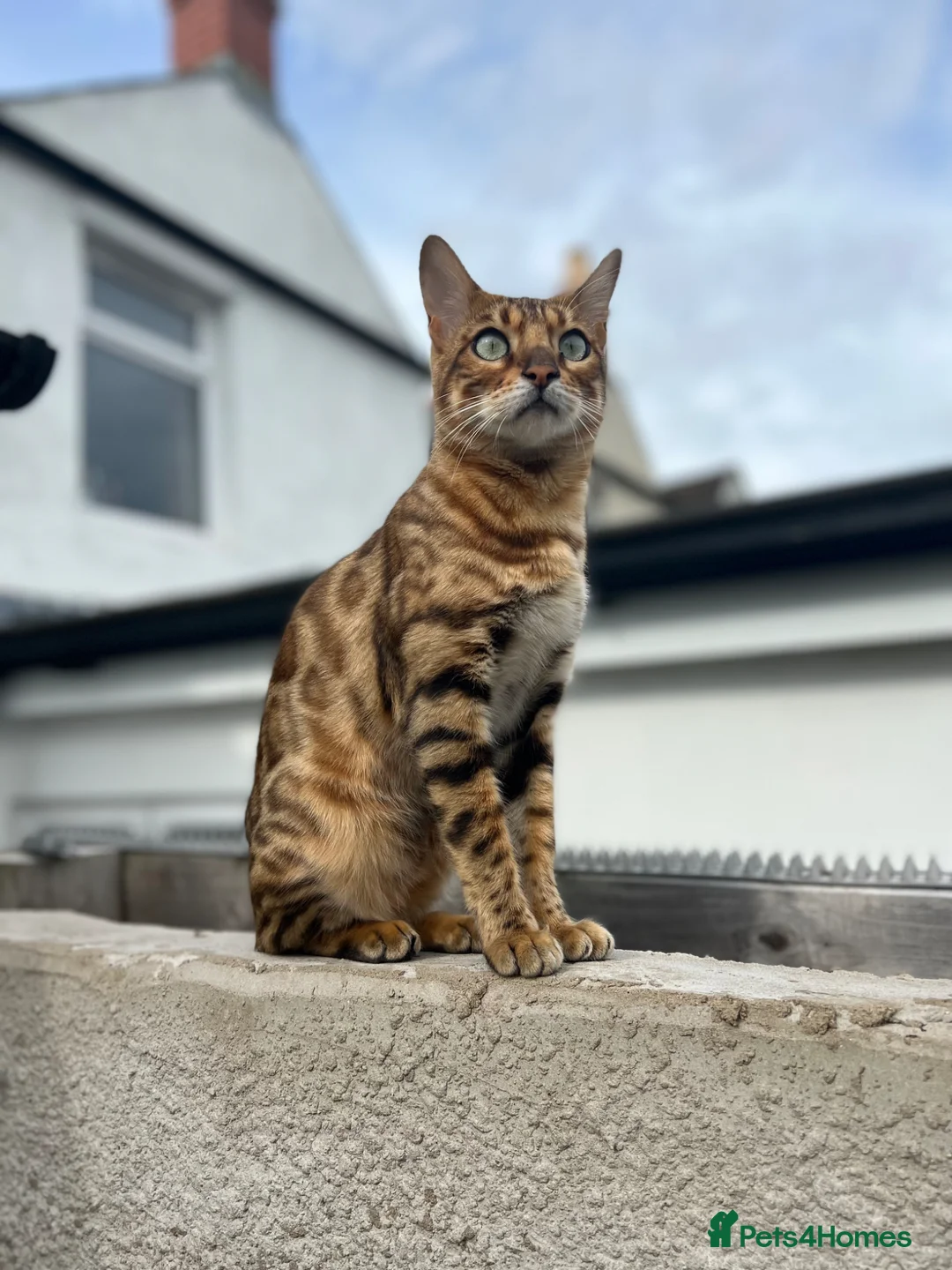 Turkish Angora cats for sale: Bengal x Turkish Angora  - Advert 2