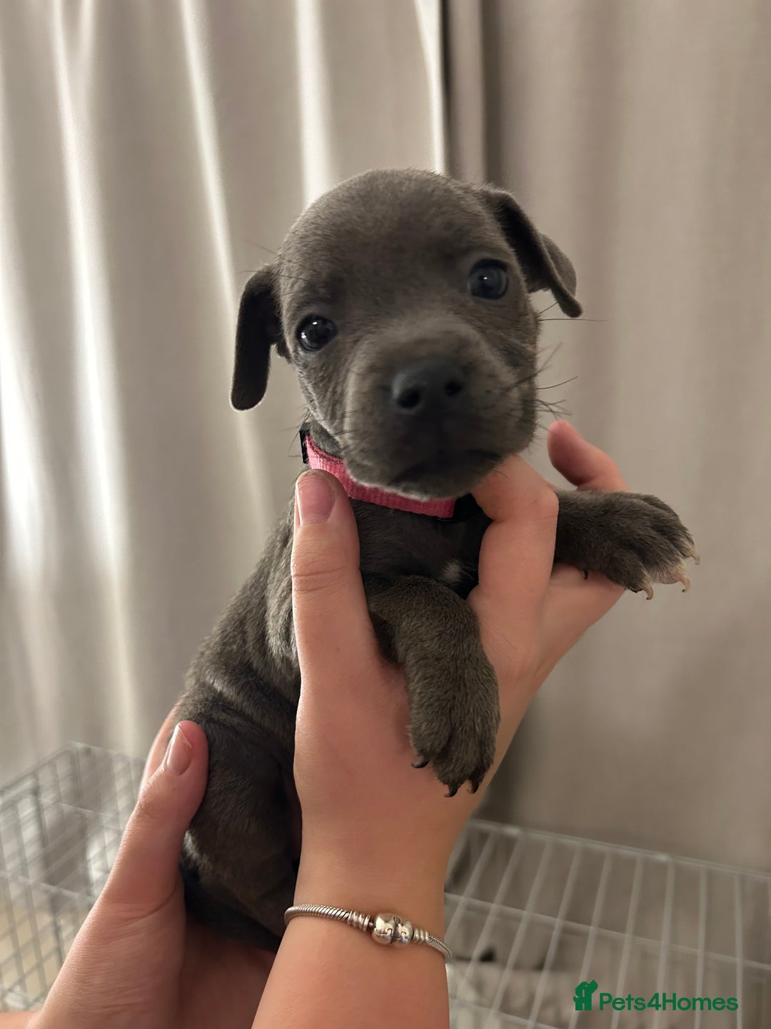 Staffordshire Bull Terrier dogs for sale: Stunning pure blue staffies - Image 22