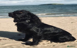 Cocker Spaniel dogs for sale: Quality KC Registered Working Cocker Spaniels - Image 12