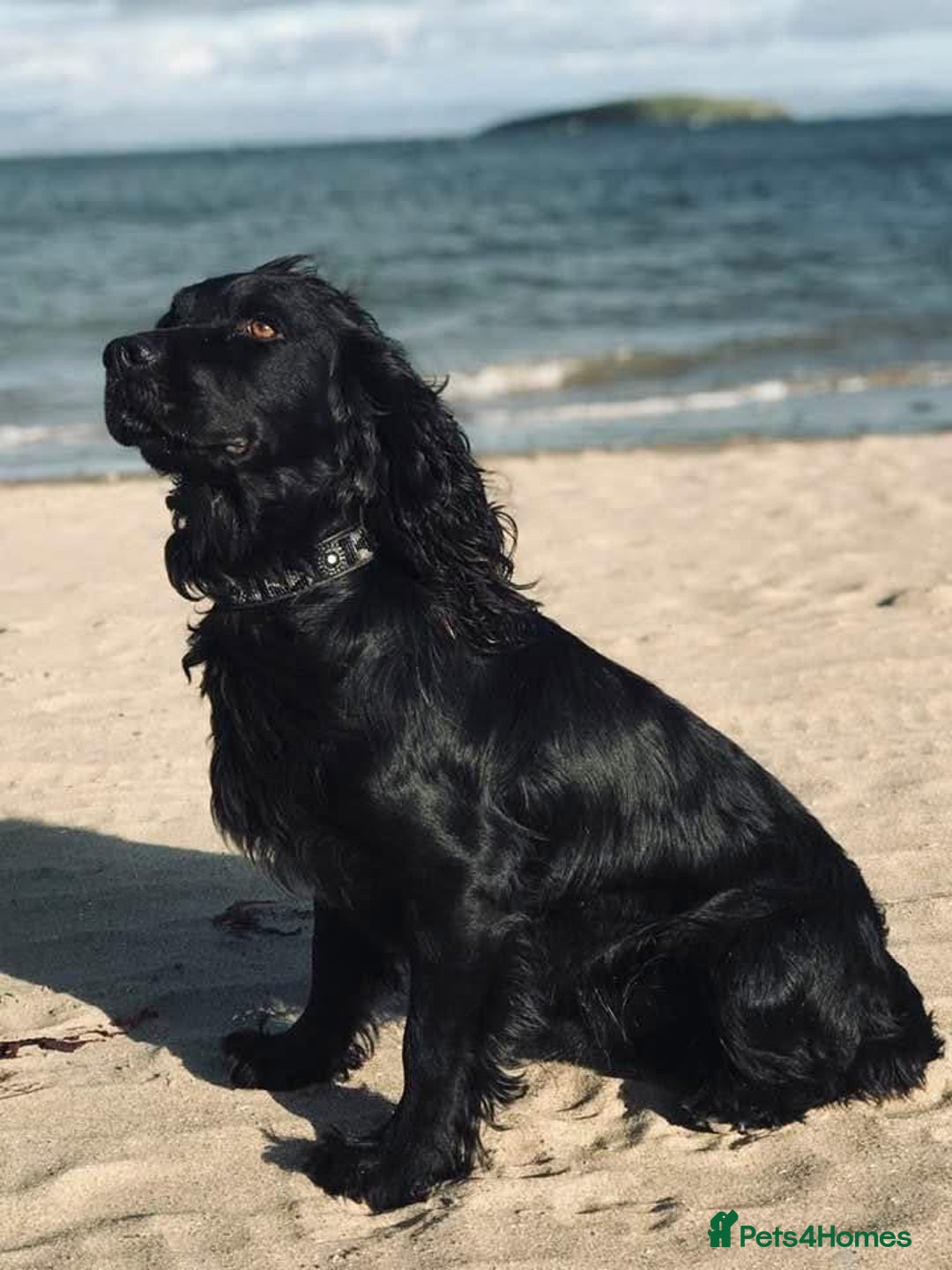 Cocker Spaniel dogs for sale: Quality KC Registered Working Cocker Spaniels - Image 12
