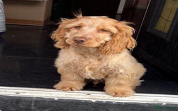 Cocker Spaniel dogs for sale: Show cocker spaniels in Doncaster - Image 20