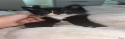 Domestic Shorthair cats for sale: four male kittens  in Birmingham - Advert 2