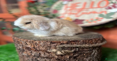 Mini Lop rabbits ⭐ VACCINATED PEDIGREE MINI LOP BUNNIES ⭐  - Advert 14