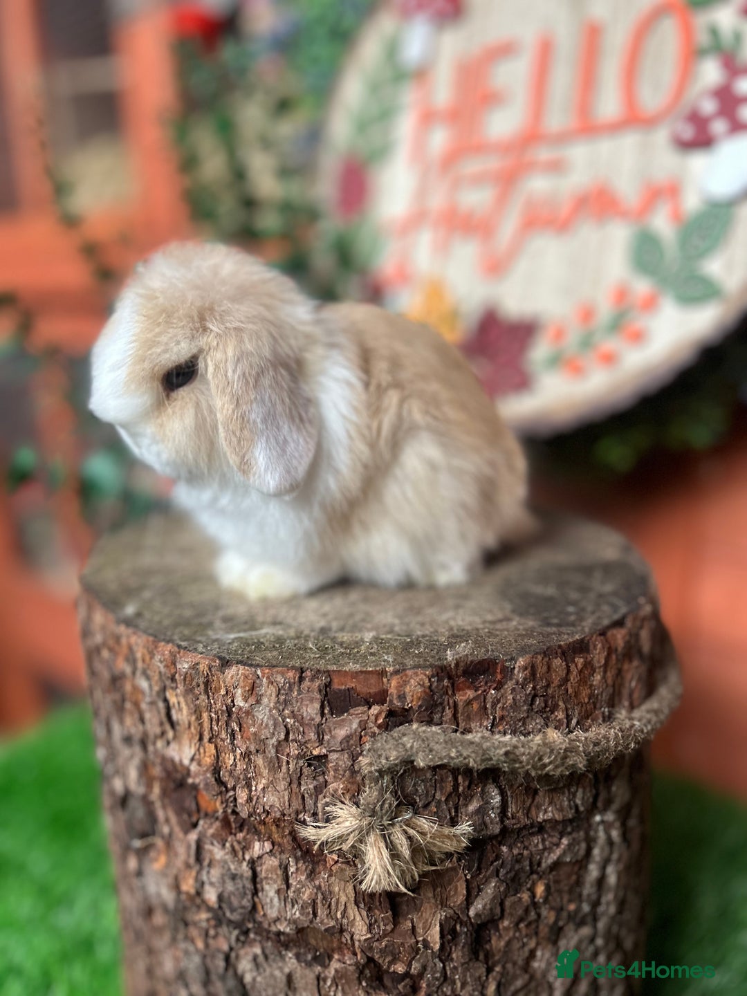 Mini Lop rabbits for sale: ⭐ VACCINATED PEDIGREE MINI LOP BUNNIES ⭐  - Advert 3