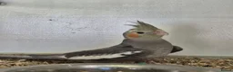 Cockatiels birds for sale: 2 Grey Young Semi Tame Cockatiels  - Advert 2