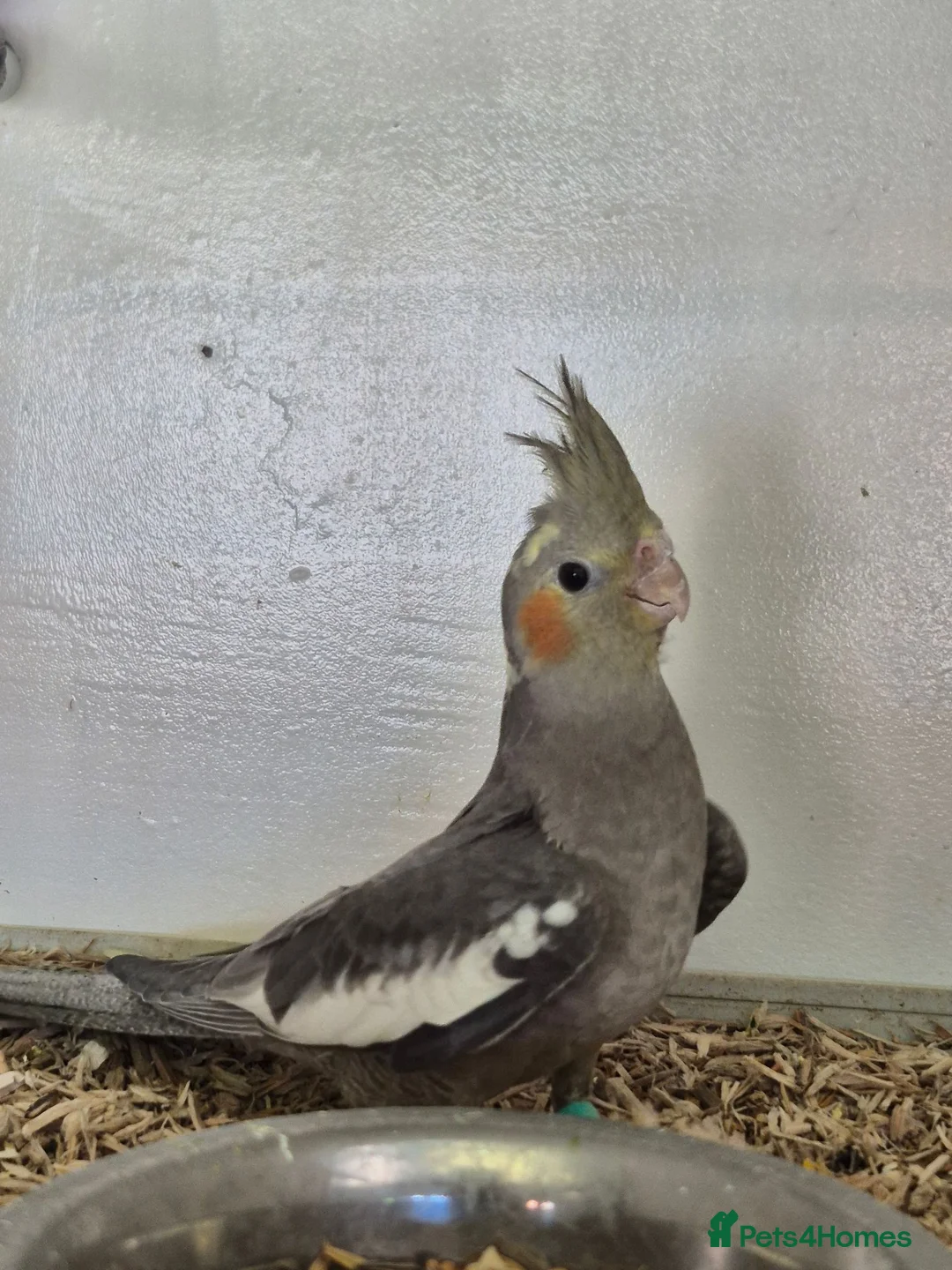 Cockatiels birds for sale: 2 Grey Young Semi Tame Cockatiels  - Advert 2