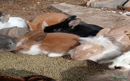 English rabbits for sale: Rabbits for sale , various sexes and ages  - Image 3