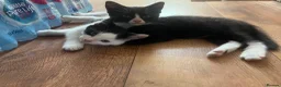 Mixed Breed cats for sale: Two adorable boys looking for new loving homes - Advert 5