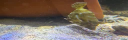 Angelfish fish for sale: mature marine tank closure  - Advert 5