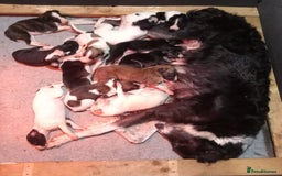 Borzoi dogs for sale: Borzoi Puppies Born 29th September - Image 2