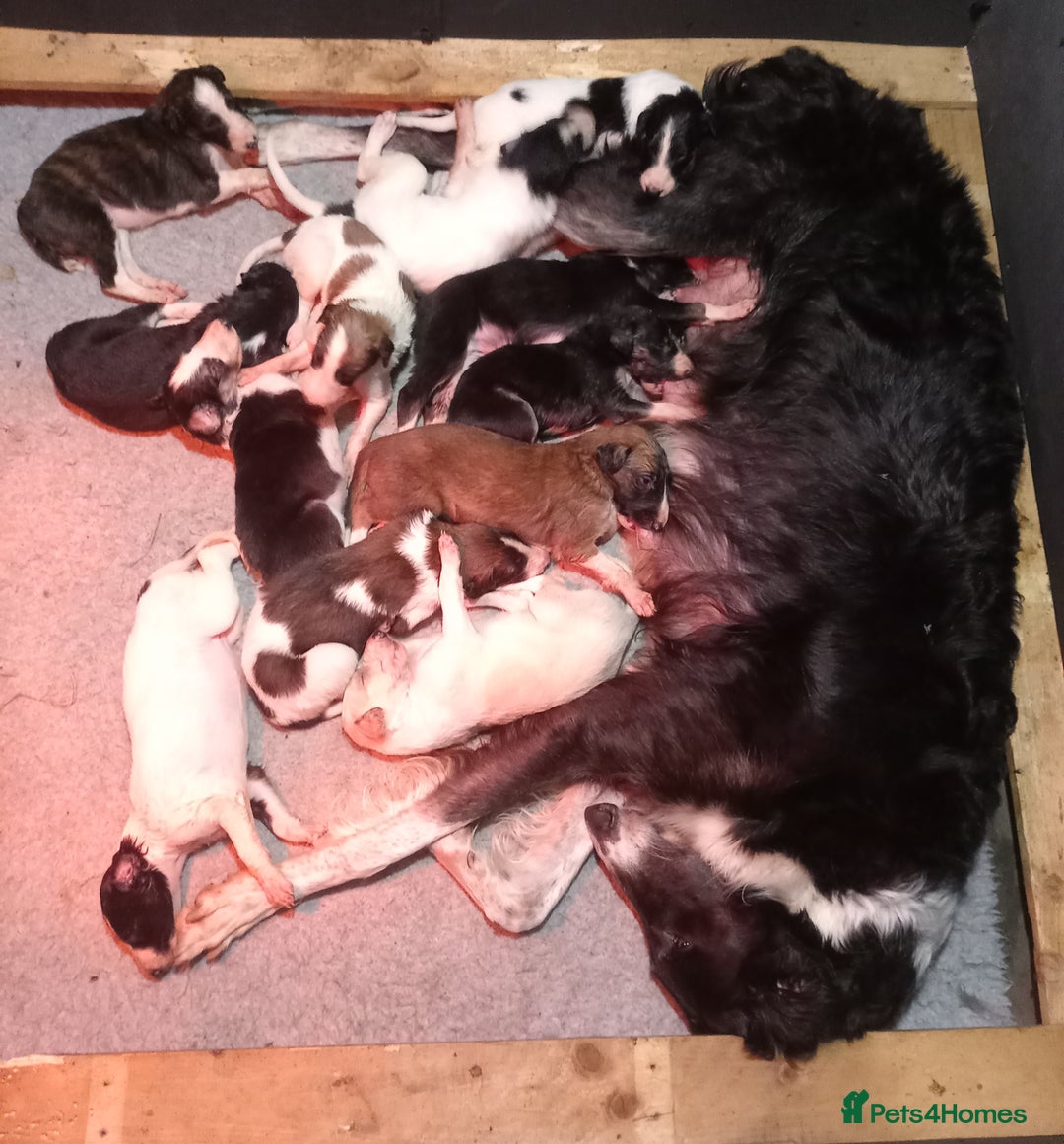 Borzoi dogs for sale: Borzoi Puppies Born 29th September - Image 2