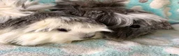 Guinea Pig rodents for sale: Baby Peruvian Sisters  - Advert 3