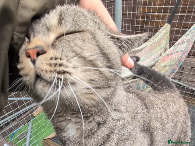 British Shorthair cats Active blood group B Male - Advert 2