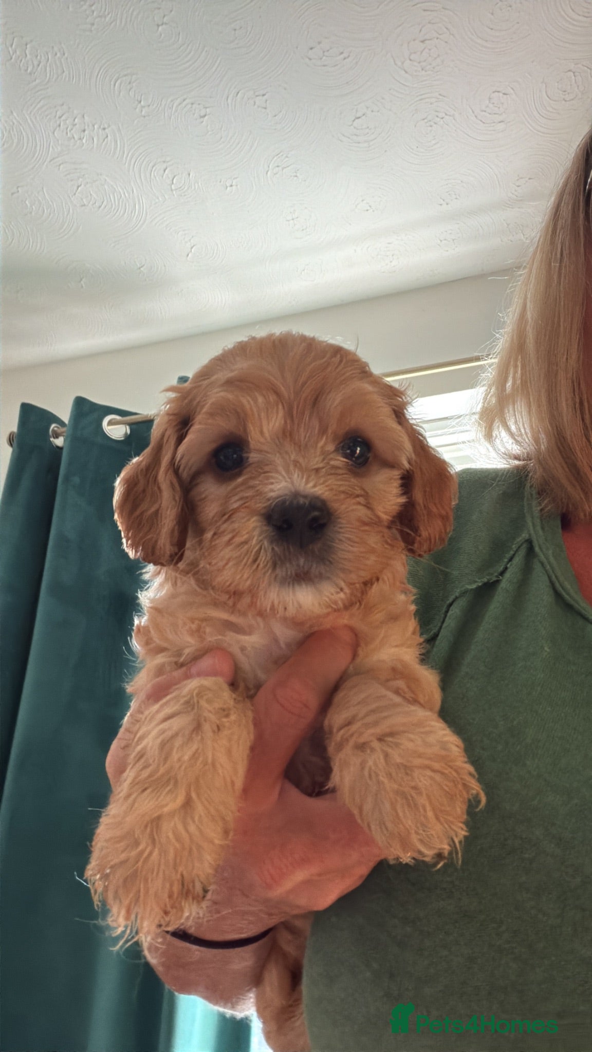 Cavapoo dogs Gorgeous F1B Cavapoo puppies - Advert 1