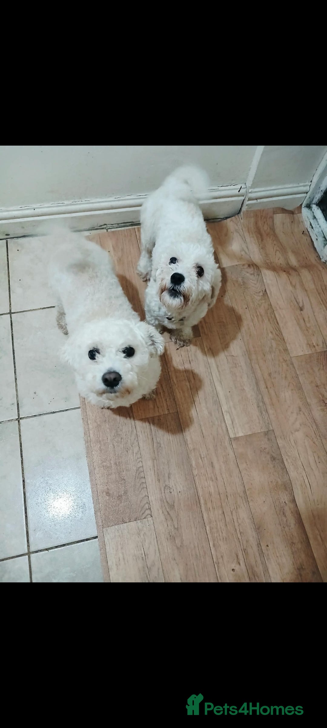 Bichon Frise dogs for sale: Adorable Bichon Puppies Looking! 🐾 - Advert 2
