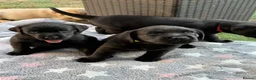 Labrador Retriever dogs for sale: Black Labrador Girls in Northampton - Advert 9